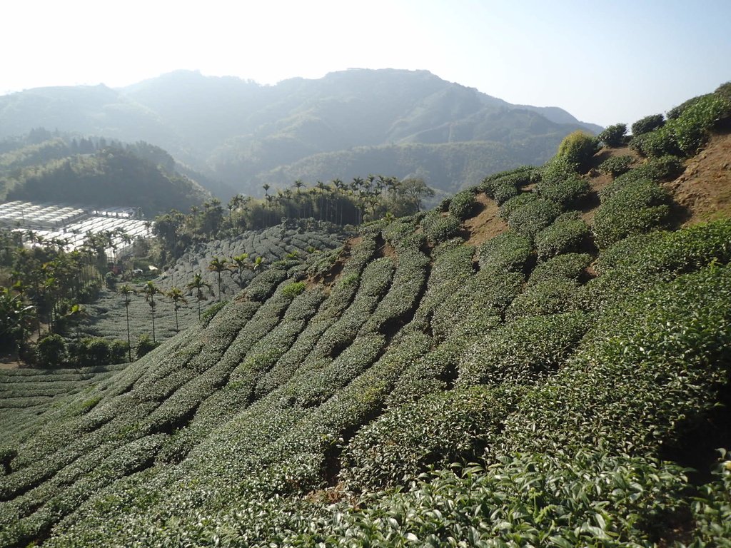 P1306599.JPG - 雲嘉連峰之  太平山  梨子腳山