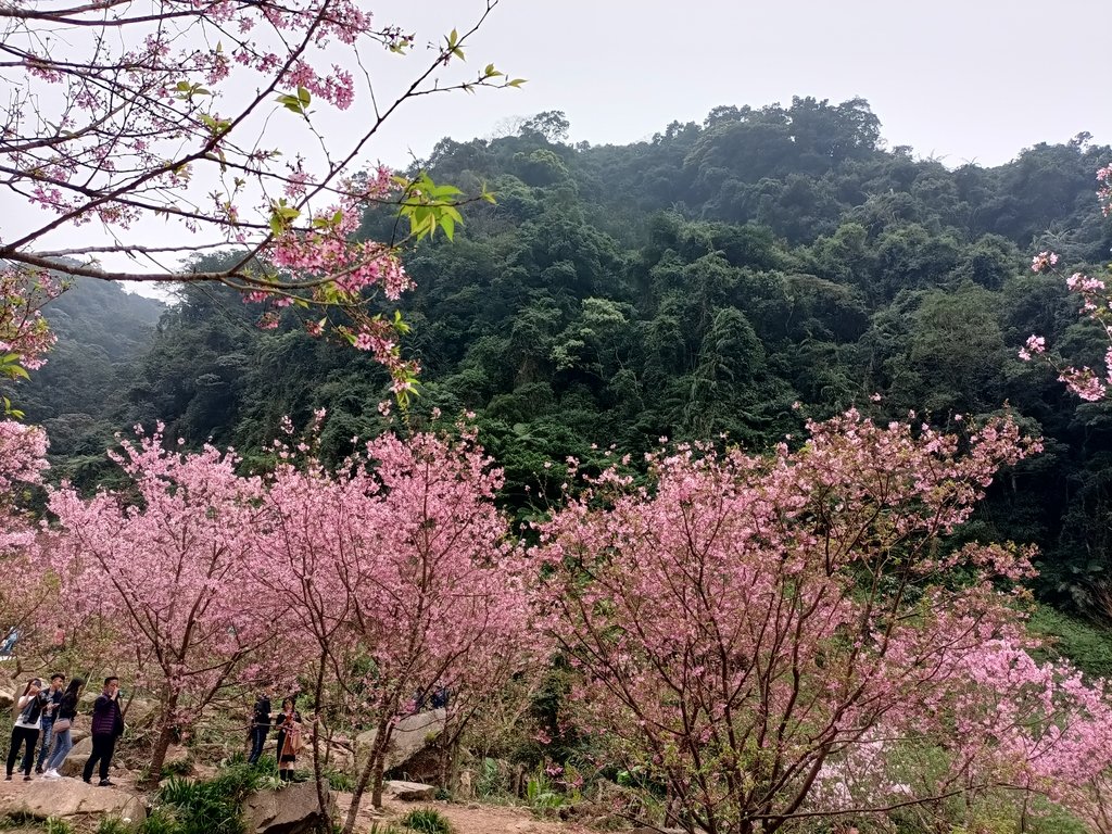 IMG20210226143000.jpg - 三峽  熊空  大熊櫻花林