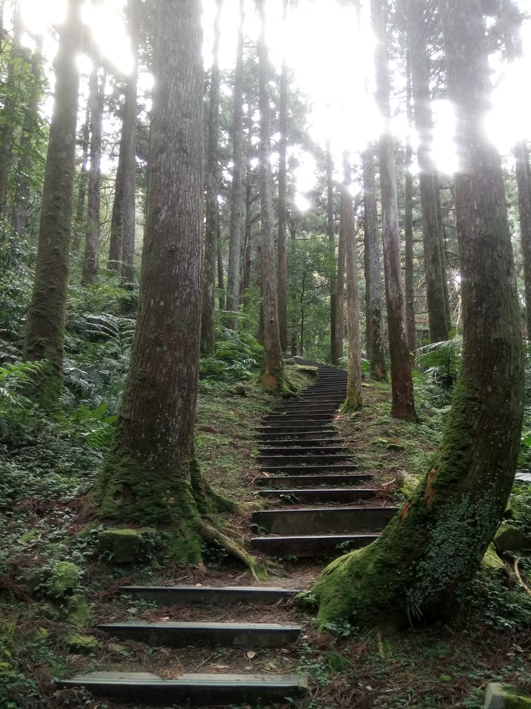 DSC_8979.JPG - 復興  東眼山森林步道