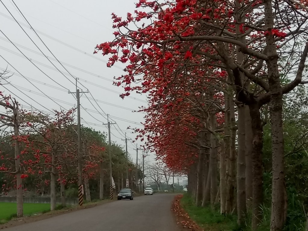 DSC_8265.JPG - 埤頭  東螺溪  木棉花