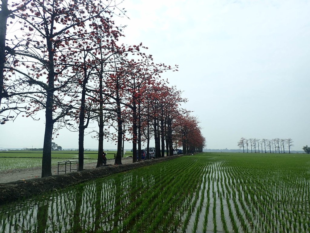 P3066468.JPG - 竹塘  田頭  木棉花道