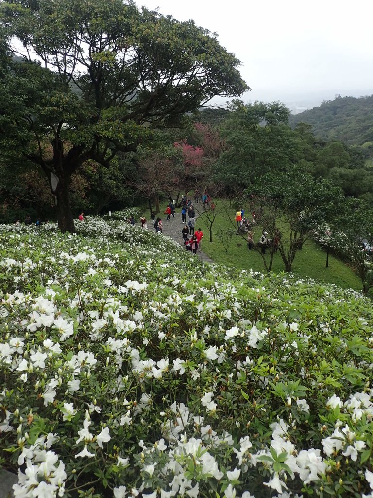 P2055231.JPG - 法鼓山  走春  2019