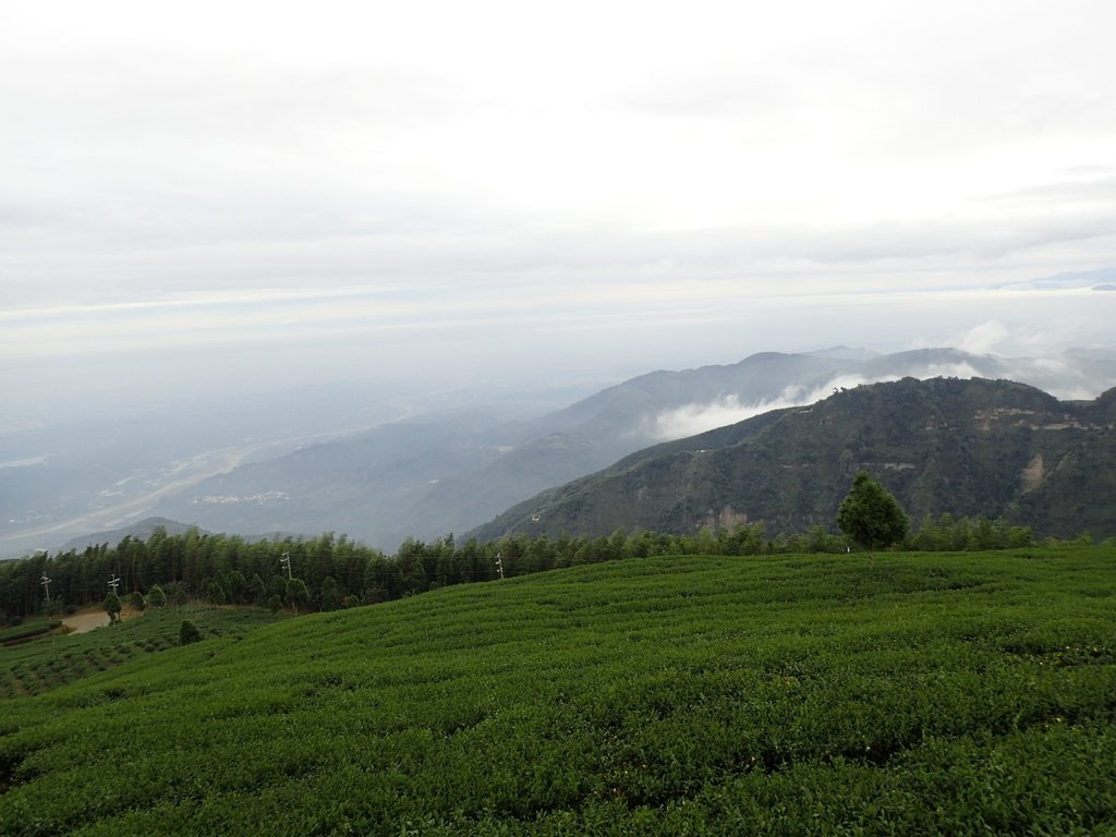 PA231829.JPG - 古坑  雲嶺之丘