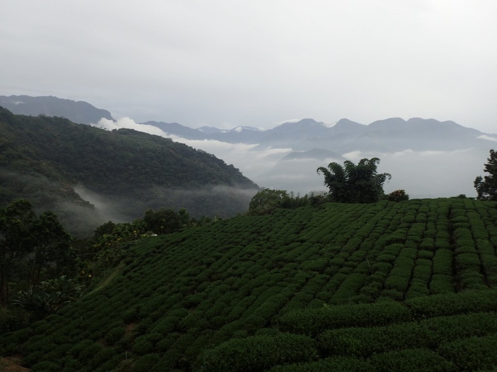 PA231904.JPG - 石壁途中之   茶山雲雨