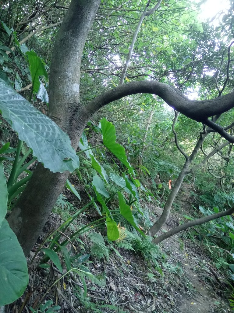 DSC_3066.JPG - 基隆  球子山(火號山)步道