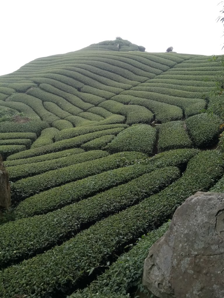 DSC_1420.JPG - 阿里山  隙頂茶園之美