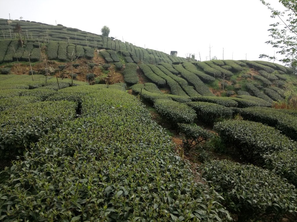 DSC_1516.JPG - 阿里山  頂石卓茶園之美