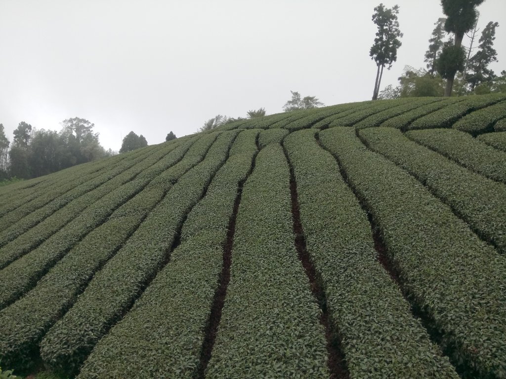 DSC_1510.JPG - 阿里山  頂石卓茶園之美