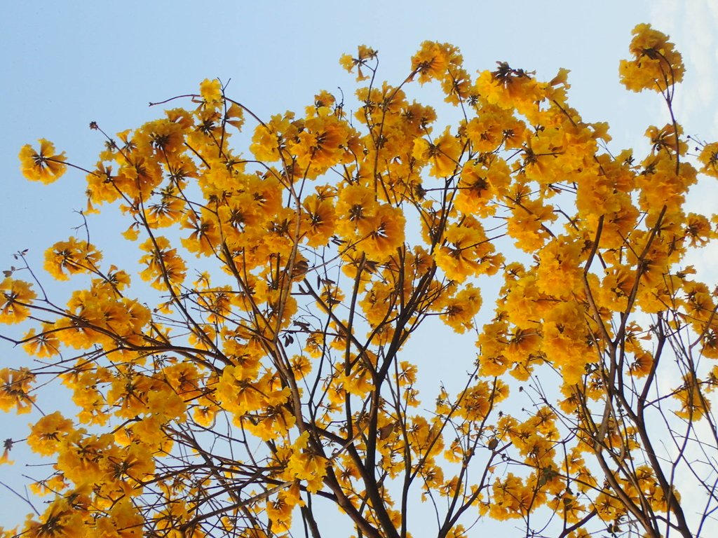 P3066282.JPG - 南投  貓羅溪畔  黃花風鈴木