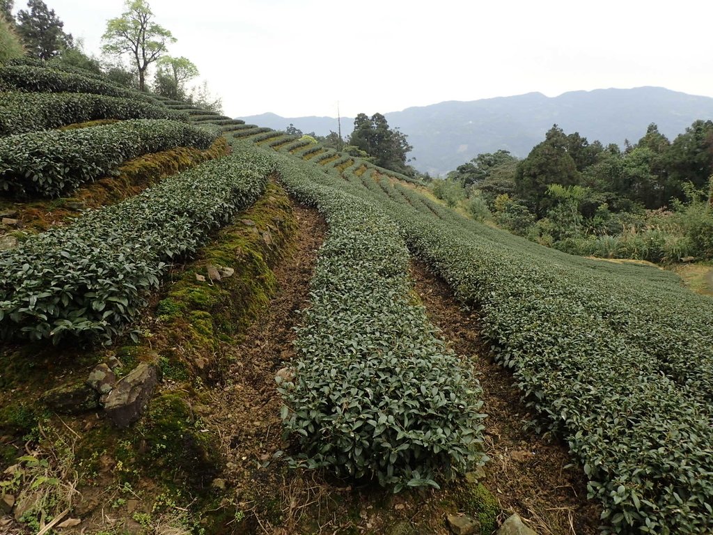 P3170433.JPG - 坪林  大湖尾茶園風光