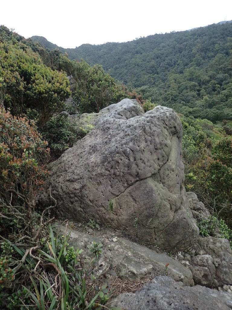 P3160138.JPG - 汐止  金面山(金明山)  稜線步道