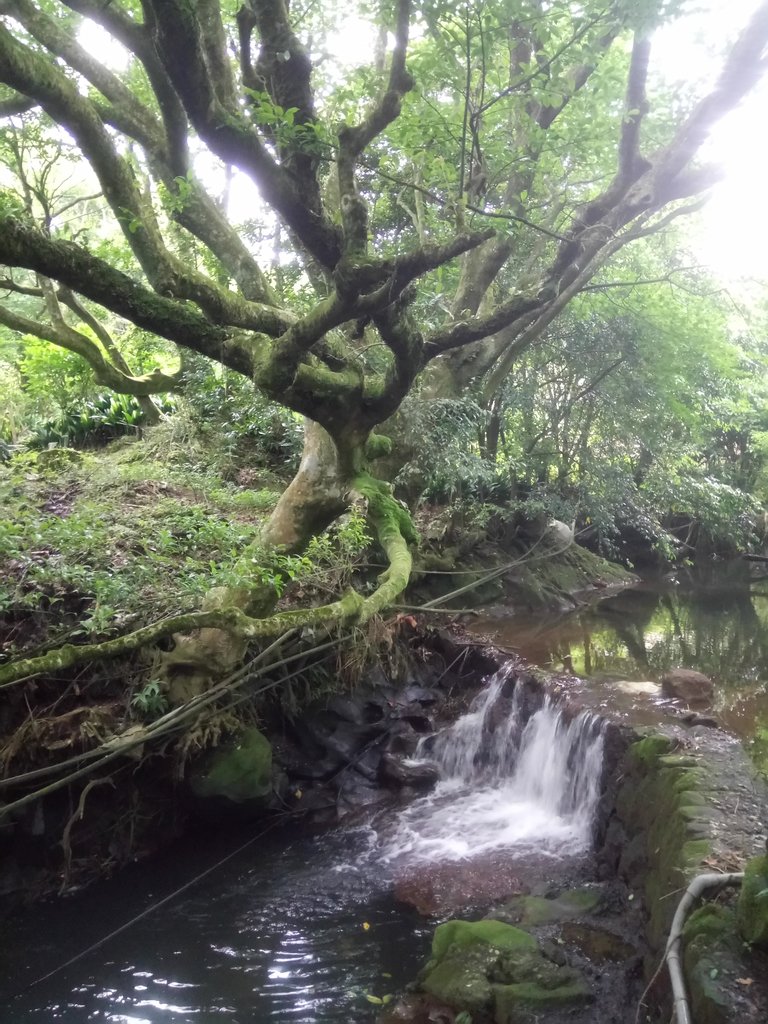 DSC_1459.JPG - 陽明山  高家繡球花園