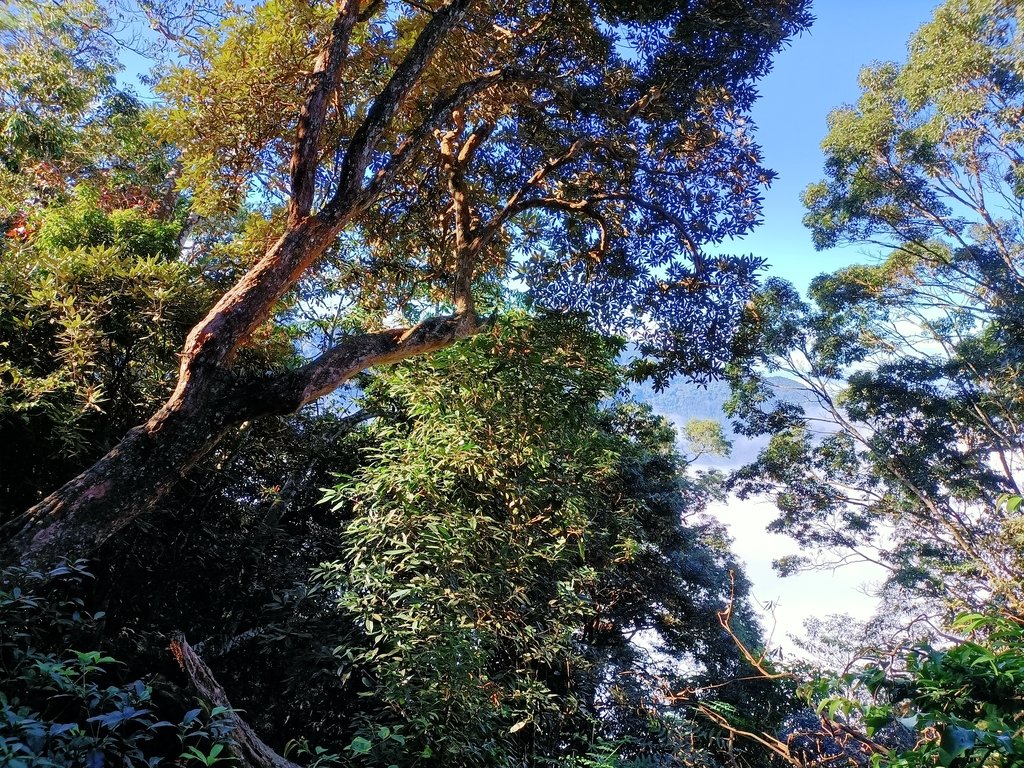 IMG20201205091212.jpg - 鹿谷  溪頭  南鳳凰山