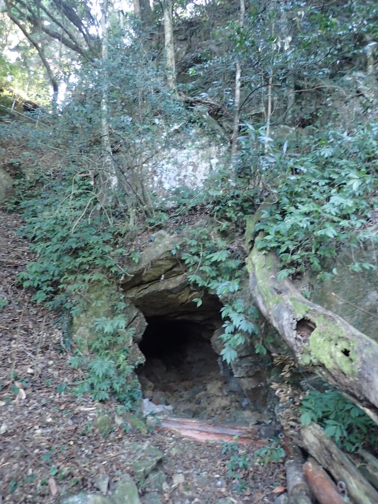 P2034725.JPG - 南庄  大坪林道  杜鵑嶺