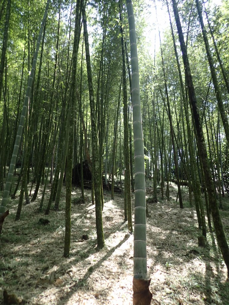 PA040438.JPG - 魚池  大尖山登山步道