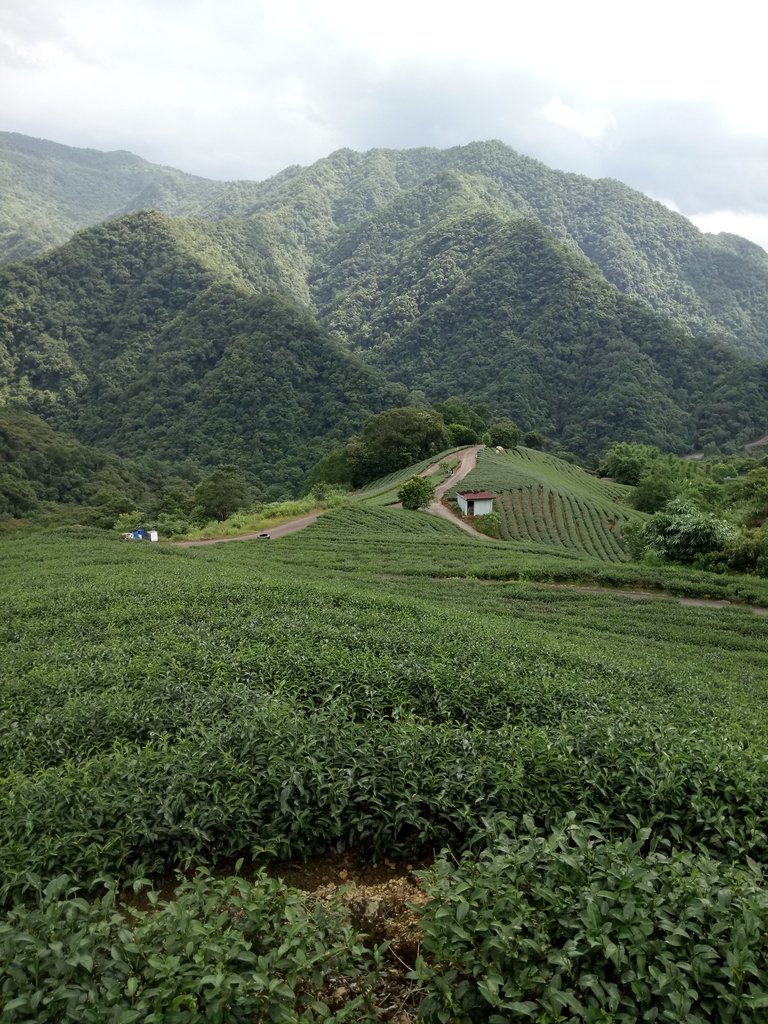 DSC_4728.JPG - 坪林  厚德岡坑  茶園之美