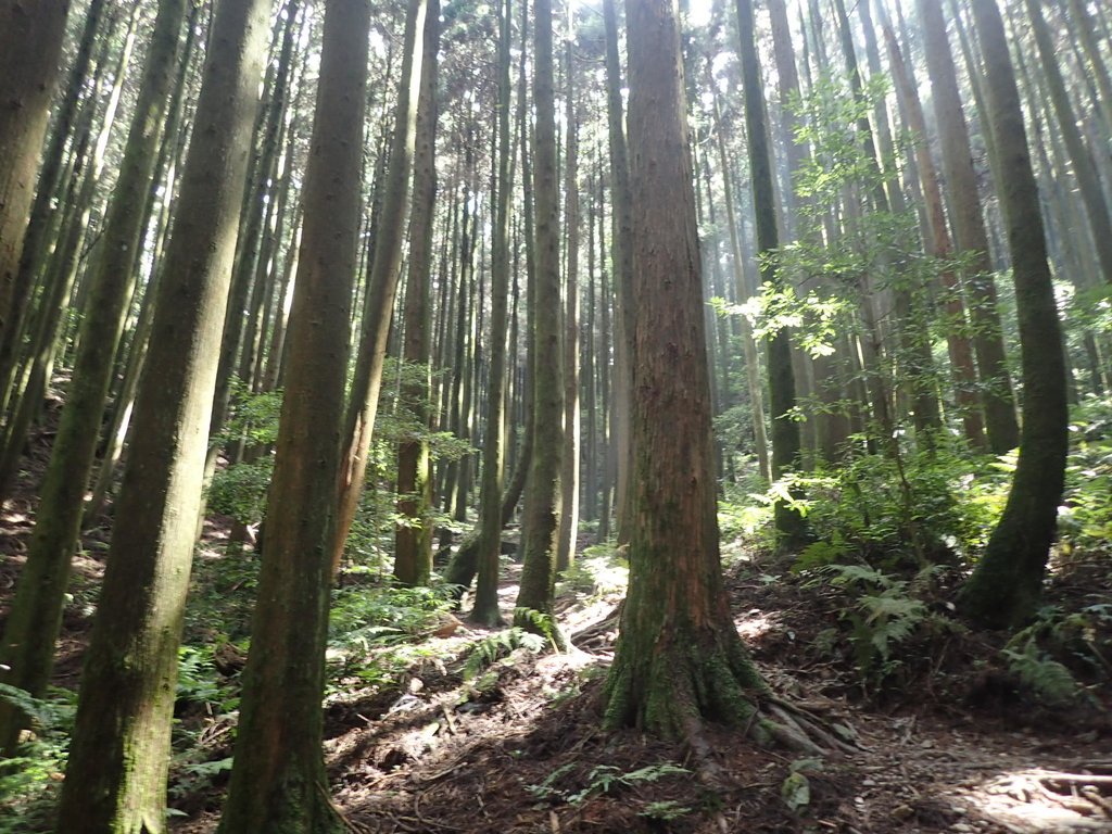 P7235881.JPG - 台中和平  長壽山登山步道  (下)