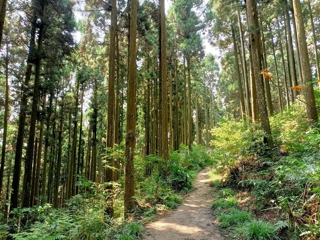 IMG20210403105919.jpg - 五峰  鵝公髻山登山步道  (02)