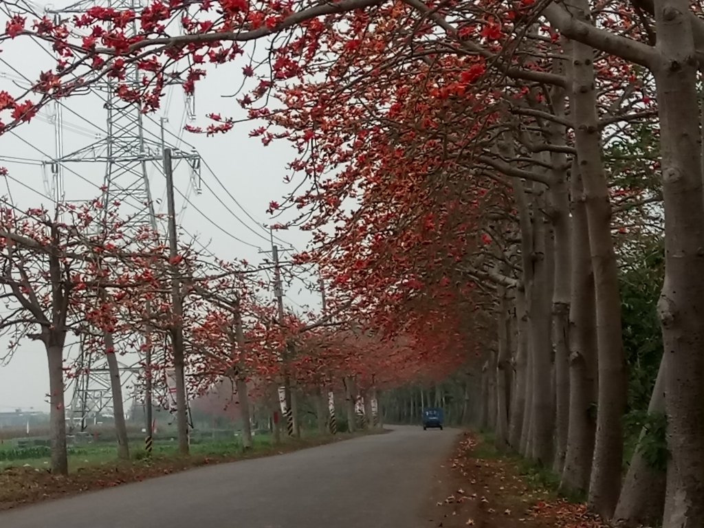 DSC_8285.JPG - 埤頭  東螺溪  木棉花