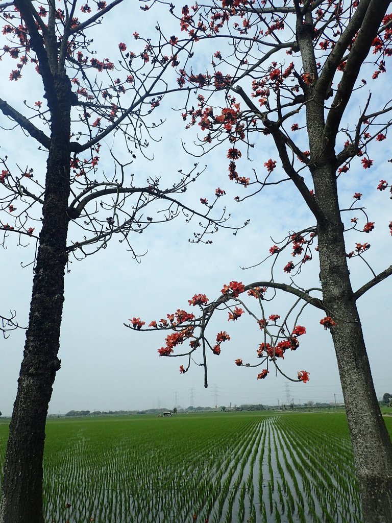 P3066476.JPG - 竹塘  田頭  木棉花道