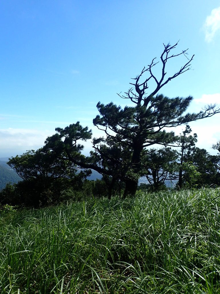 PB247183.JPG - 北投  中正山登山步道  02