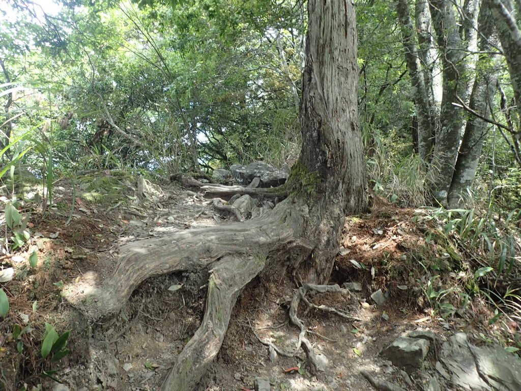 P5012337.JPG - 谷關七雄之  波津加山