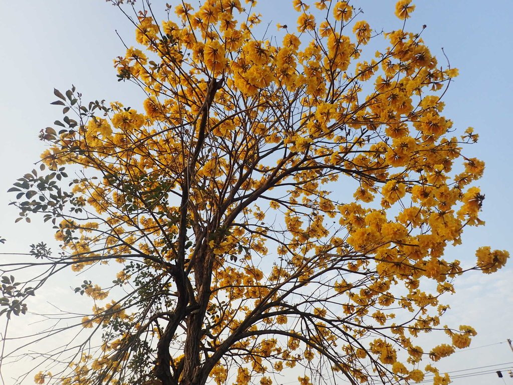 P3066283.JPG - 南投  貓羅溪畔  黃花風鈴木