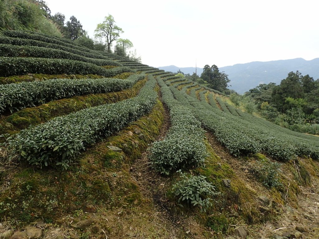 P3170436.JPG - 坪林  大湖尾茶園風光