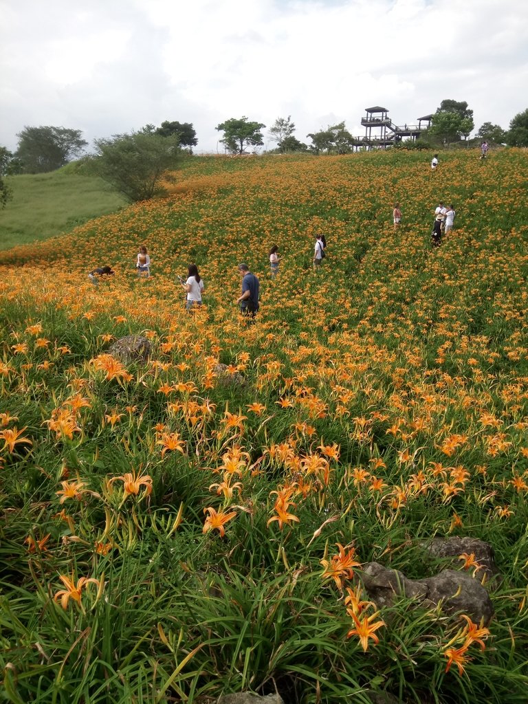 DSC_0700.JPG - 富里  六十石山  金針花季