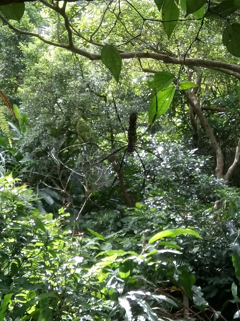 DSC_5399.JPG - 猴硐  小粗坑古道