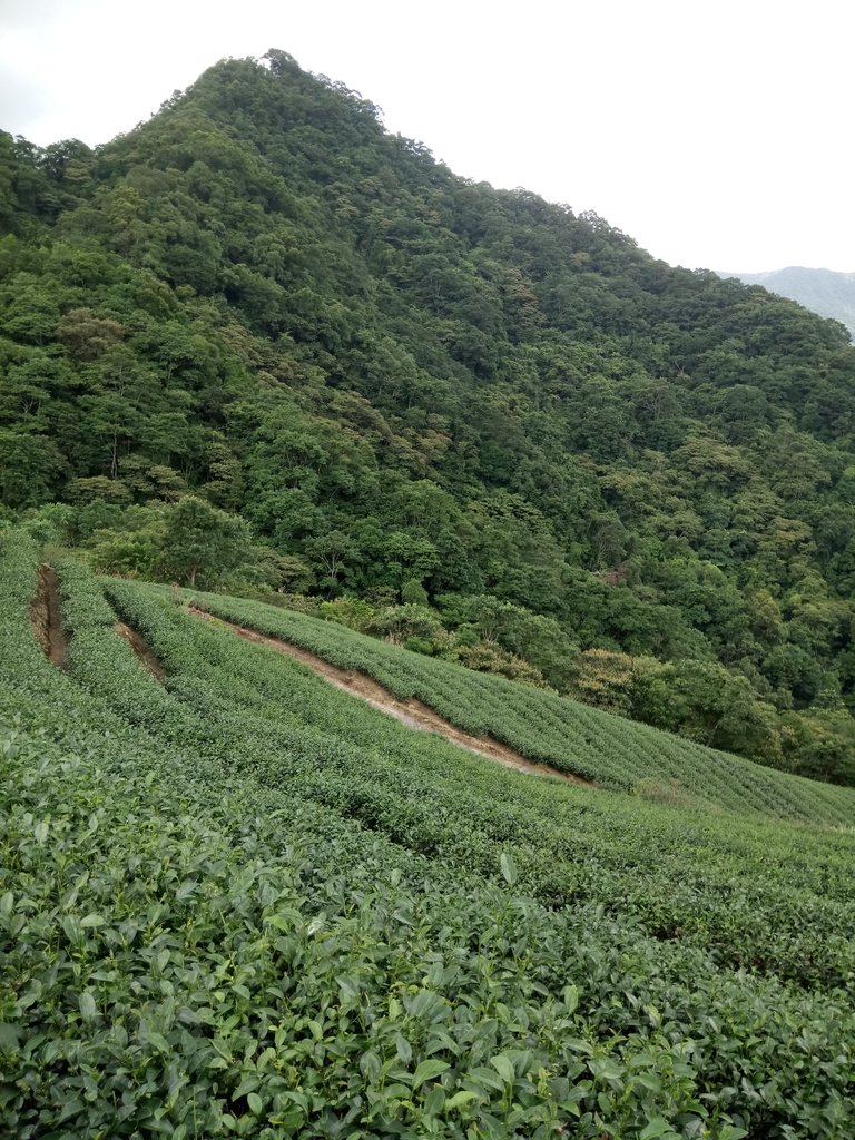 DSC_4730.JPG - 坪林  厚德岡坑  茶園之美