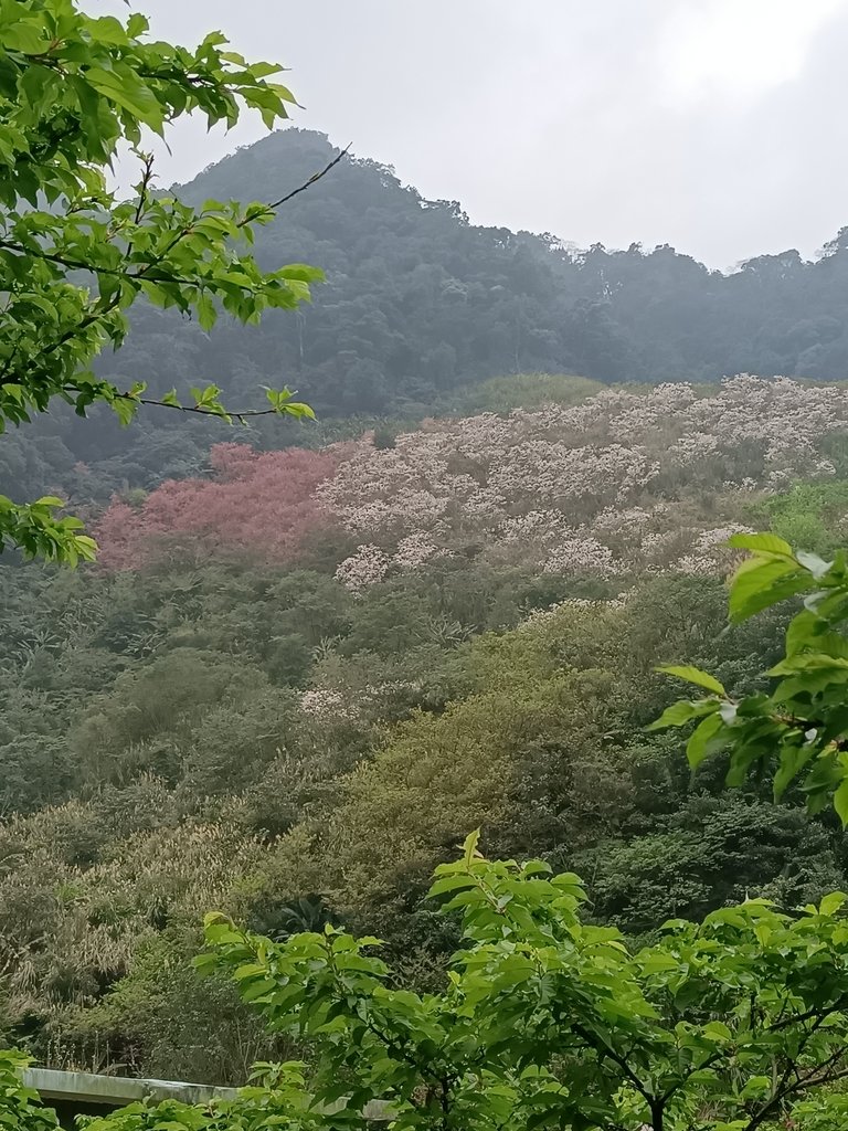 IMG20210226122131.jpg - 三峽  熊空  大熊櫻花林