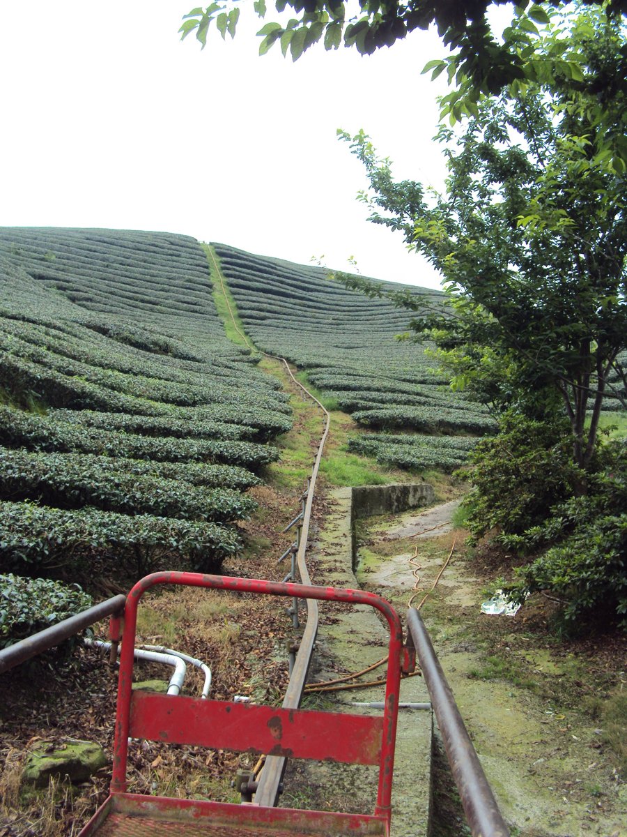 DSC08009.JPG - 竹山  軟鞍  八卦茶園