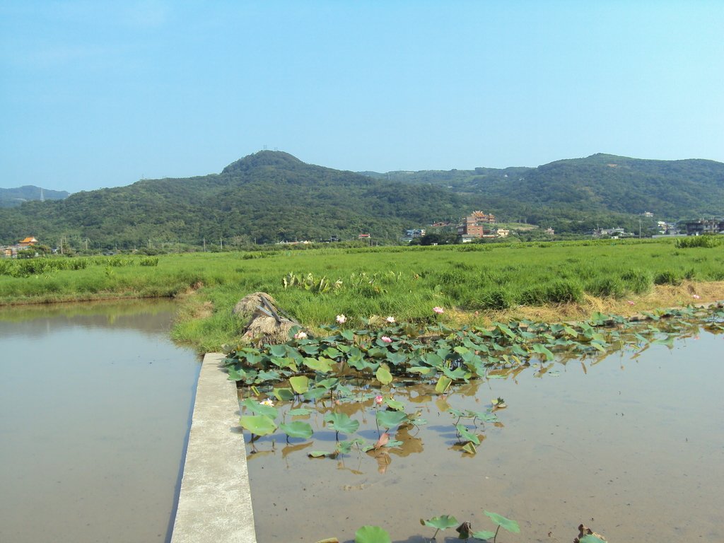 DSC08407.JPG - 金山  清水濕地  牡丹蓮園