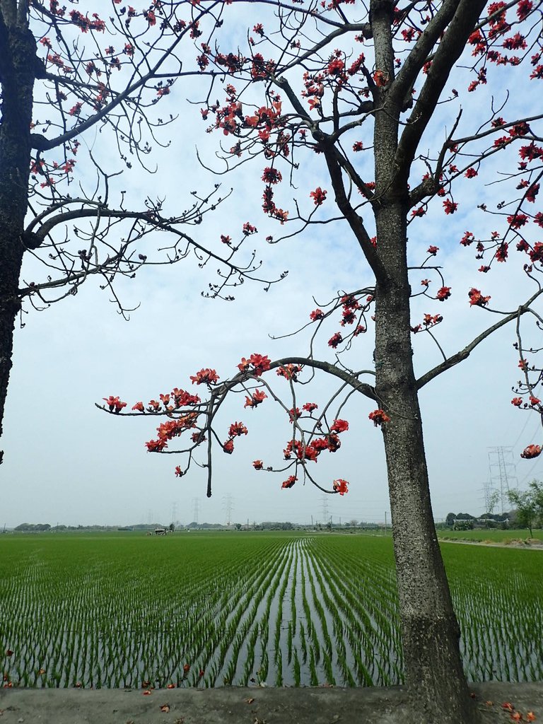 P3066477.JPG - 竹塘  田頭  木棉花道