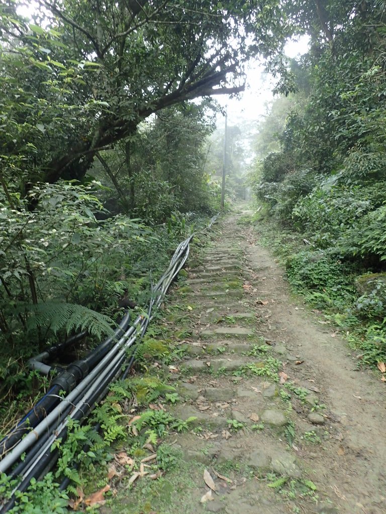 P3039052.JPG - 三峽  白雞山登山步道