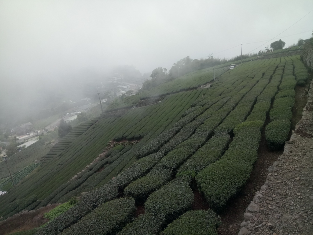 DSC_1442.JPG - 阿里山  隙頂茶園之美