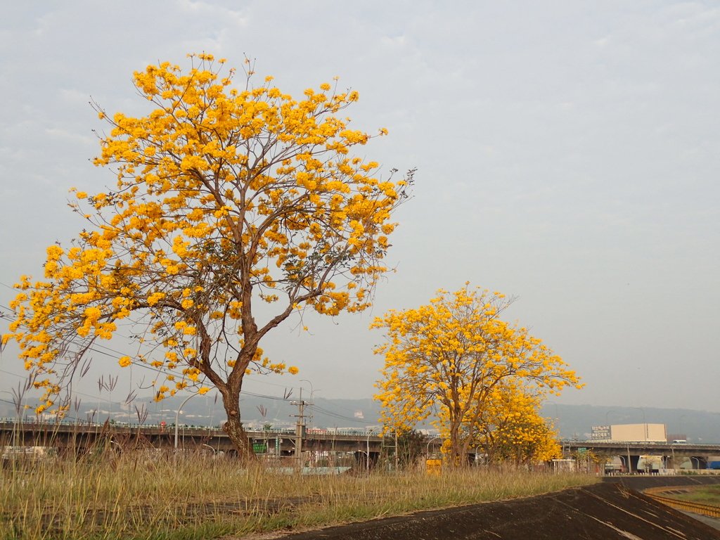 P3066305.JPG - 南投  貓羅溪畔  黃花風鈴木