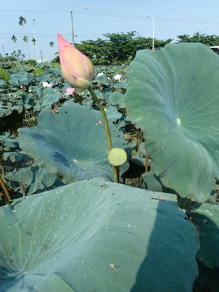 P8045049.JPG - 中埔  義仁村  蓮花池畔