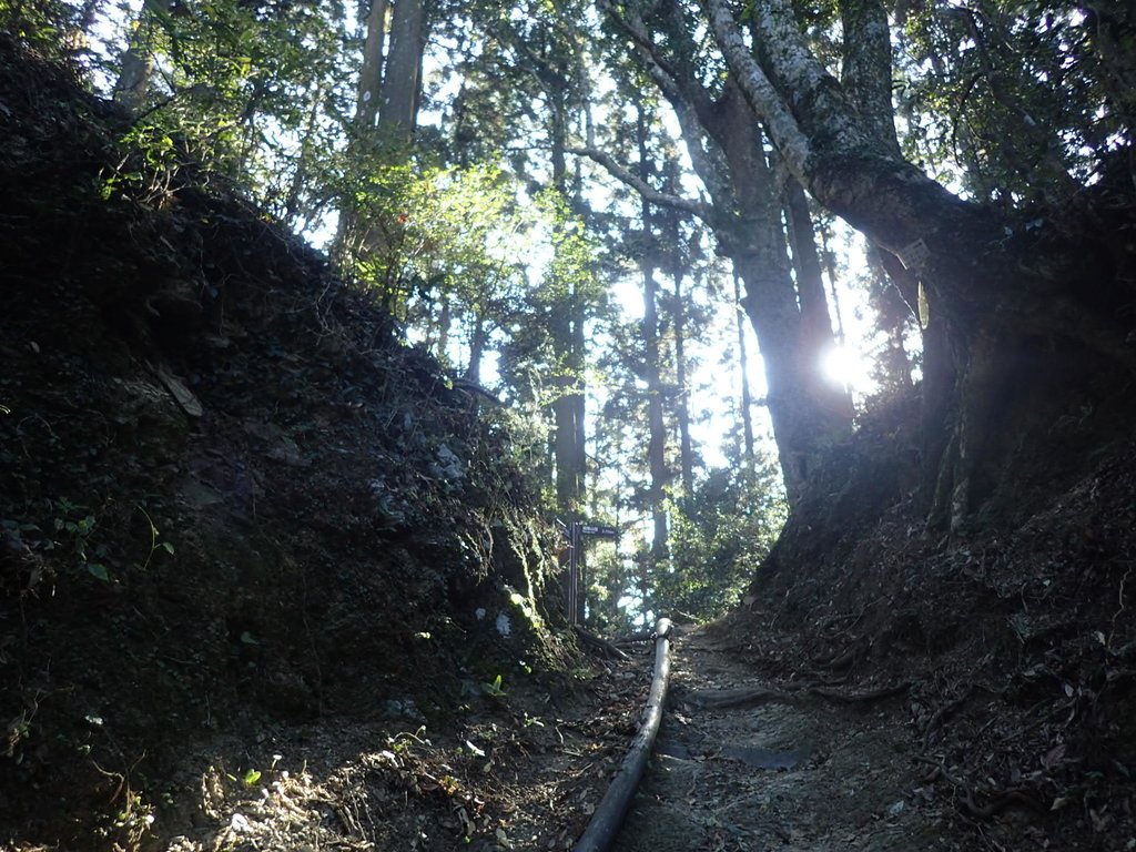 P2034726.JPG - 南庄  大坪林道  杜鵑嶺