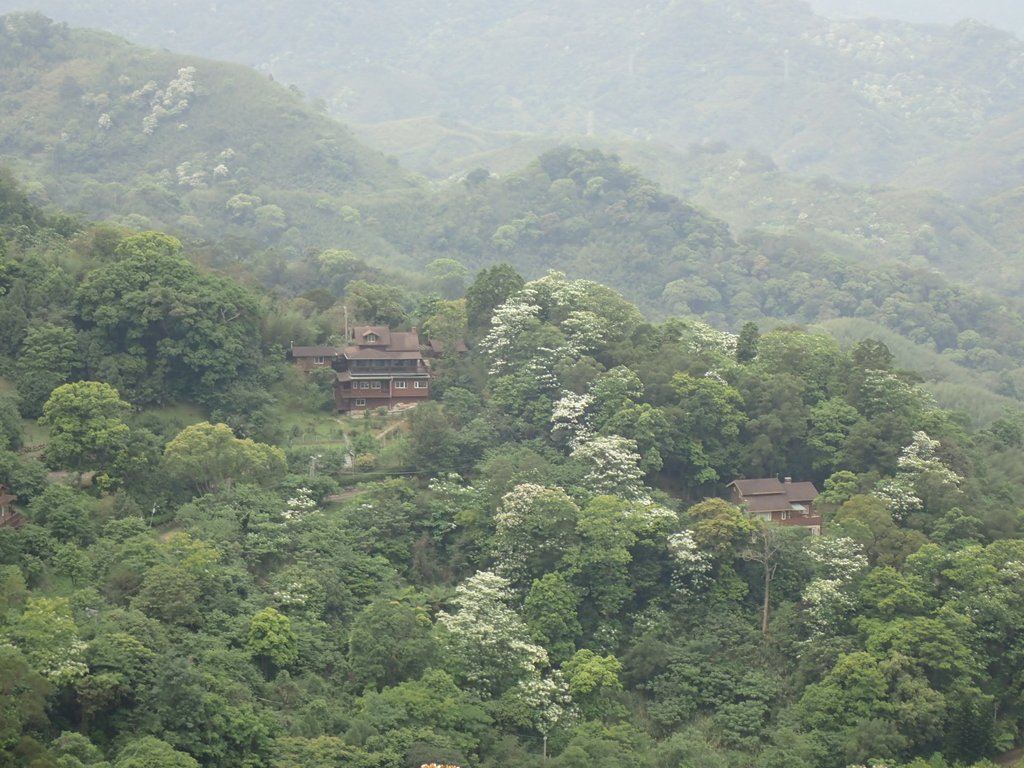 P4191929.JPG - 南庄  細湖頂  桐花山林