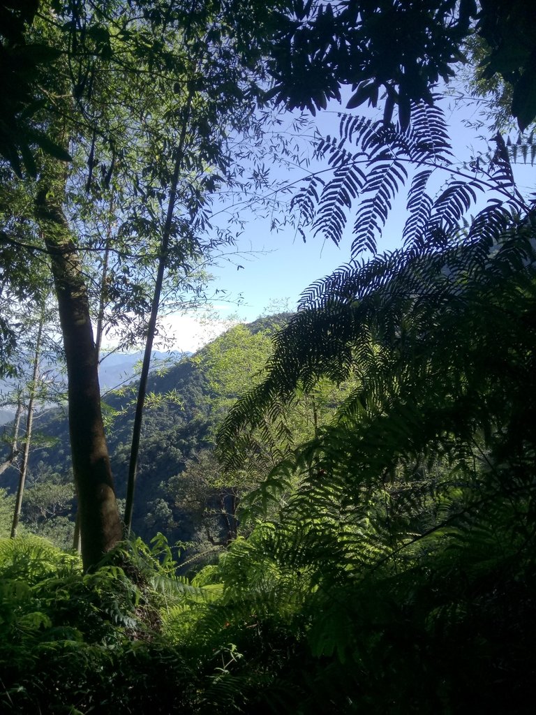 DSC_3769.JPG - 魚池  水社大山