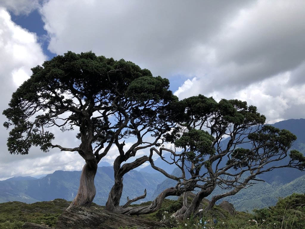 IMG_7871.JPG - 合歡山  北峰之美  (下)