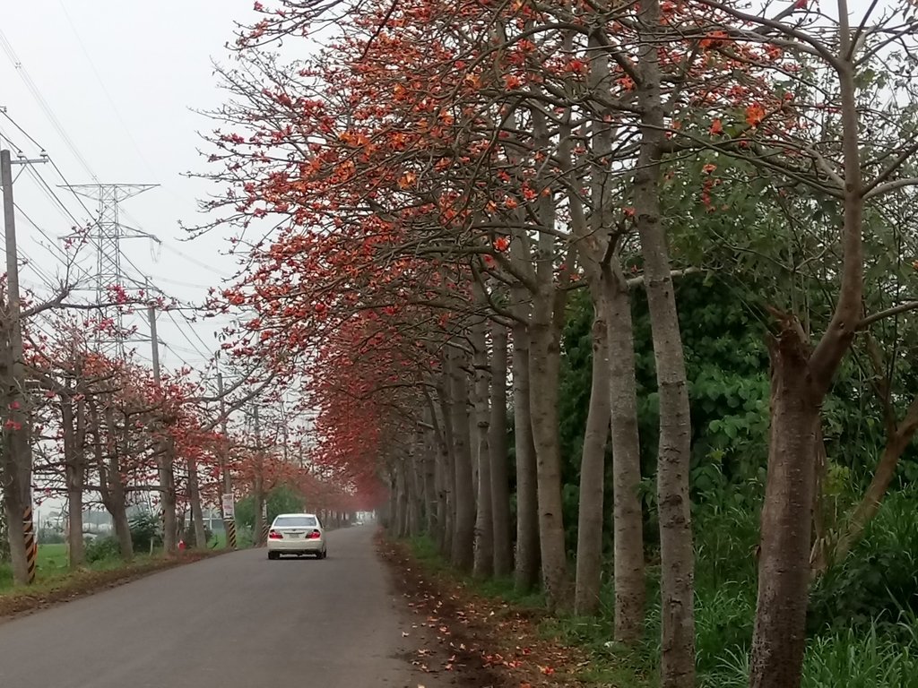 DSC_8294.JPG - 埤頭  東螺溪  木棉花