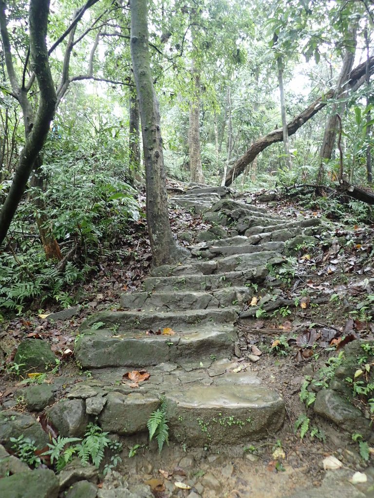 P1062036.JPG - 土城  天上山  登山步道