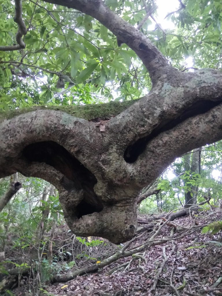 DSC_9537.JPG - 苗栗  泰安  虎山行