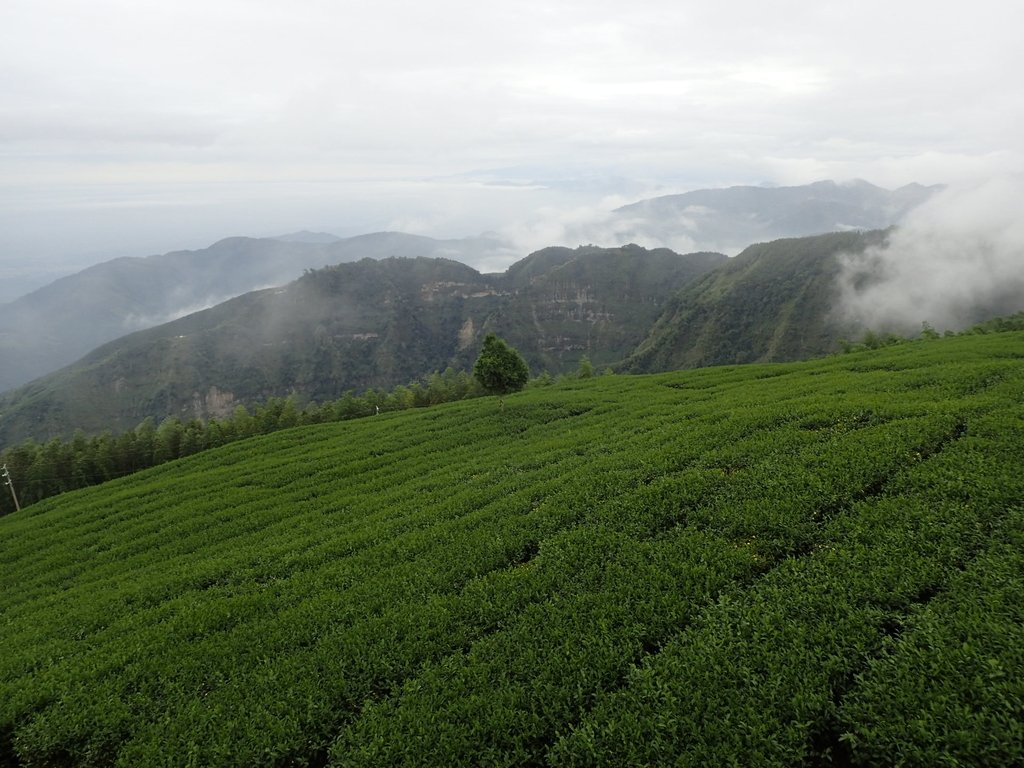 PA231843.JPG - 古坑  雲嶺之丘