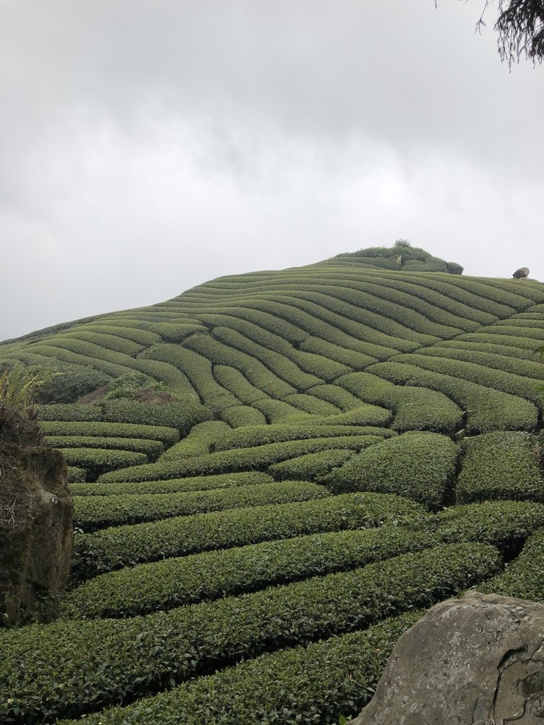 IMG_4671.JPG - 阿里山  隙頂茶園之美