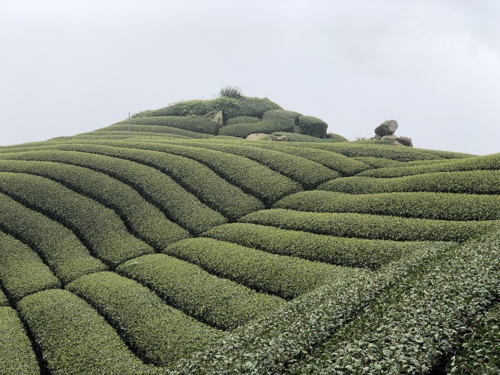 IMG_4683.JPG - 阿里山  隙頂茶園之美