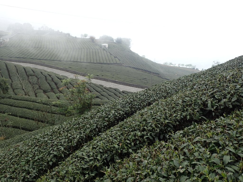 P3257890.JPG - 阿里山  頂石卓茶園之美